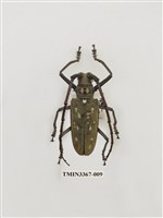 藏品(大衛大天牛)的圖片